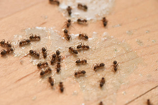 Pest Prevention Services in Newport, MN
